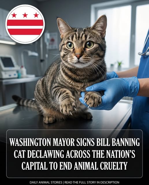 Transformative Animal Welfare: Understanding the Declawing Ban